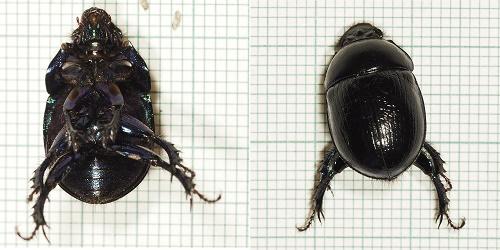 Anoplotrupes stercorosus